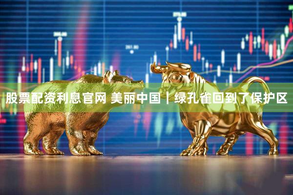 股票配资利息官网 美丽中国｜绿孔雀回到了保护区
