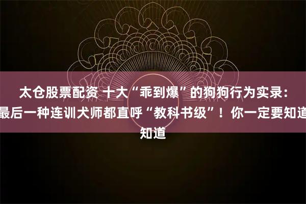 太仓股票配资 十大“乖到爆”的狗狗行为实录：最后一种连训犬师都直呼“教科书级”！你一定要知道
